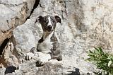 WHIPPET 081